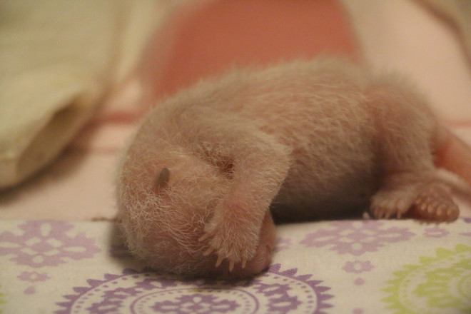 This little baby panda can't even handle how cute it is. TORONTO ZOO. 