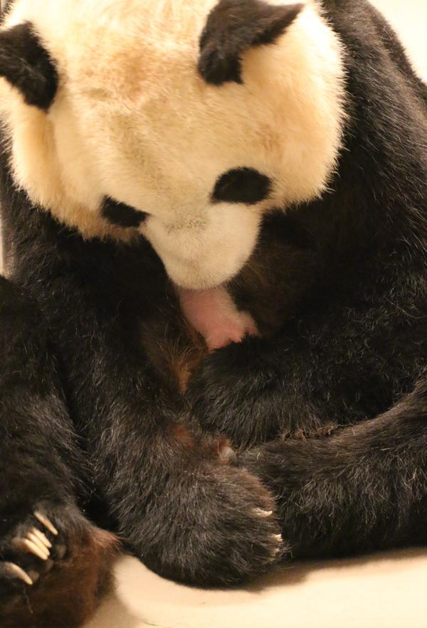 Er Shun tends to one of her cubs at The Toronto Zoo on Oct. 16, 2015. TORONTO ZOO.