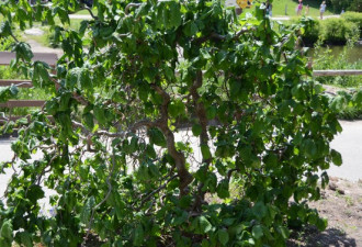 养花种草系列19：扭枝榛树走进庭院