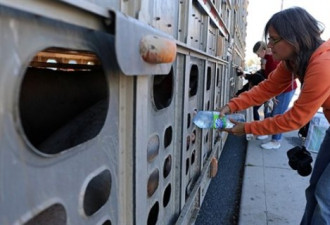 安省一名妇女大热天给猪喂水面临坐牢