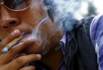 调查：若合法 31%的加拿大人会吸大麻