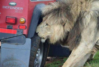坦桑尼亚游览车遭狮群围攻 游客惊魂