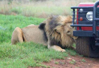 坦桑尼亚游览车遭狮群围攻 游客惊魂