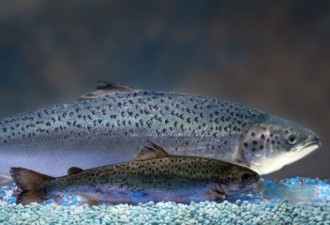 美国“转基因三文鱼” 拟在加拿大出售