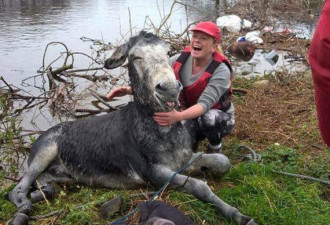 爱尔兰一头驴暴雨中被救上岸 咧嘴大笑