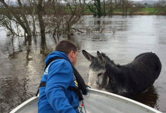 爱尔兰一头驴暴雨中被救上岸 咧嘴大笑