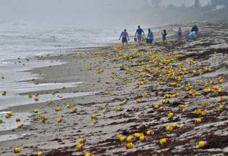 上千罐咖啡冲上美国海滩 引游人抢拾