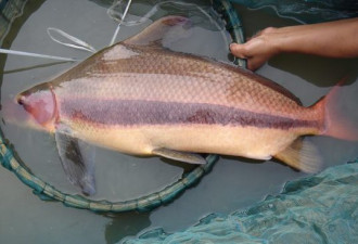 渔民捕获胭脂鱼王体长超1米 就地放生