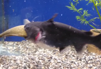 鲶鱼吞食跟自己一样大的鱼 画面恐怖