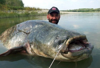 意大利渔民钓起一条240斤重巨型鲶鱼