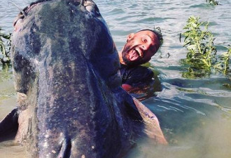 意大利渔民钓起一条240斤重巨型鲶鱼