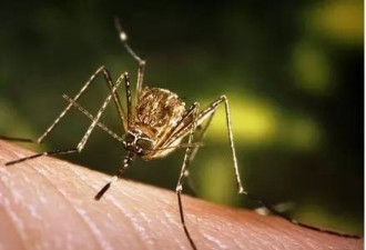 威胁人类15个生物杀手 排第一位是蚊子