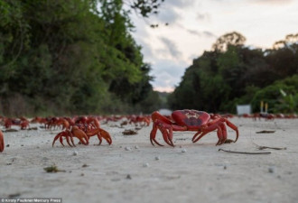 1200万只澳洲红蟹大迁移 横行圣诞岛