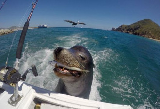 厚脸皮海狮跟踪渔船 吃到鱼儿眯眼笑了