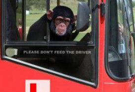 印度猴偷开巴士酿车祸 几乎车毁猴亡