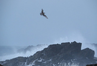 2016年新年前夕在温哥华岛的Ucluelet