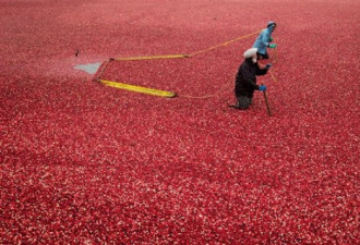 加国农场蔓越莓今年大丰收 能卖好价钱