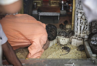 印度寺庙供奉两万老鼠 把它们当女神