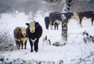 没奶喝了 德州三万头奶牛被大雪活埋