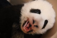 多伦多动物园发布熊猫BB新照片 日趋强壮开始出牙