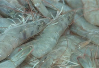 安省小镇养殖农场之新宠-内陆海虾养殖