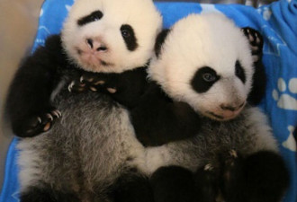 萌哒哒！多伦多动物园熊猫宝宝3月啦