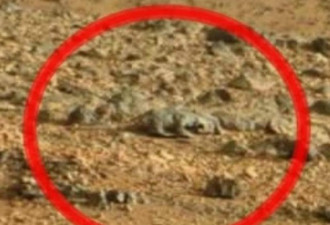 好奇号传回火星照片 竟发现啮齿巨兽