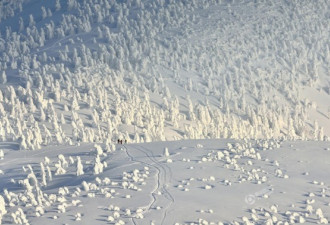 上万雪人现身日本1500米高山 场景壮观