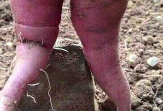 英国农民因红薯长得太性感 不忍食用