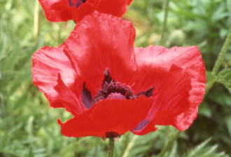 养花种草系列4：罂粟花Oriental Poppy