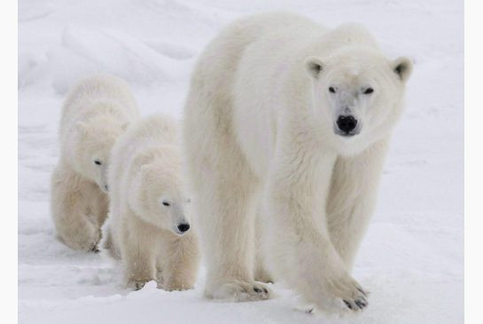 A polar bear mother and her two cubs walk along the shore of Hudson Bay near Churchill, Man., in 2007. Canada is the only country in the world that allows commercial trade in polar bears.