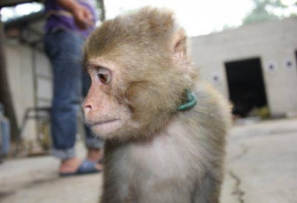 中国猴子的噩梦：马戏团被虐抑郁自残