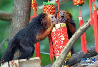 动物园猴子贺新春 这次是真的猴腮雷