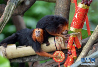 动物园猴子贺新春 这次是真的猴腮雷