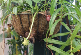 养花种草系列6：捕蠅草carnivorous plants