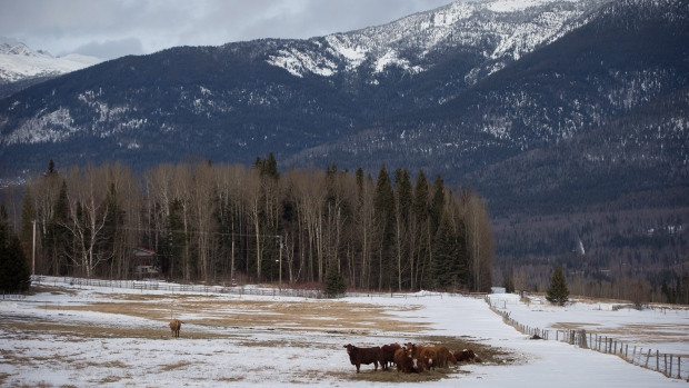 Cattle huddle together on a ranch in the Robson Valley below Mount Monroe near McBride, B.C., on Saturday January 30, 2016. (Darryl Dyck / THE CANADIAN PRESS)