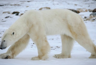 海域升温 加国哈德逊湾北极熊饿坏了