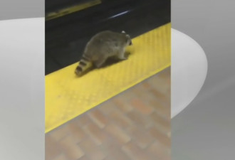 多伦多居民未见土拨鼠 却在地铁站看到浣熊