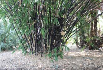 养花种草系列15：竹子怎么种 Bamboo