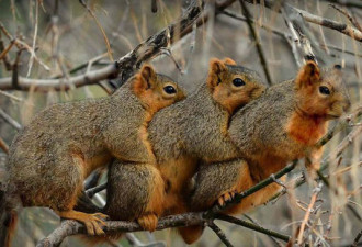 美国三只松鼠排排抱卖萌 或交配做准备
