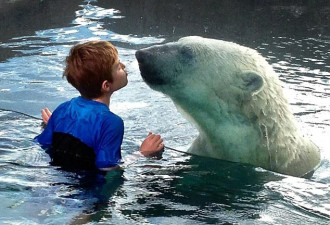 加拿大男童大亲吻北极熊 场面很温馨