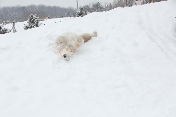 Toronto Zoo