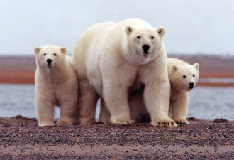 北极温度高近冰点 北极熊都要热出汗了