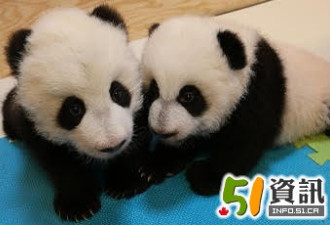 兄妹：多伦多熊猫宝宝性别首次公开