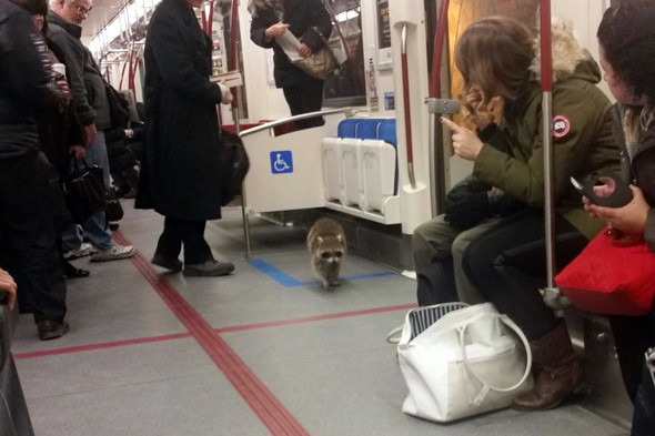 raccoon ttc