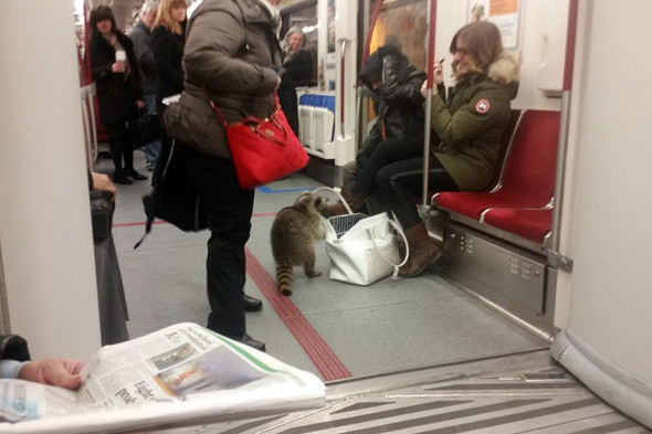 raccoon ttc
