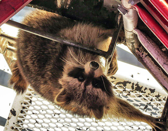 Raccoon Toronto