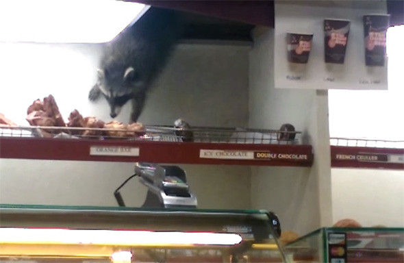 raccoon donut thief toronto