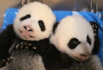 多伦多动物园双胞胎熊猫 原来是龙凤胎