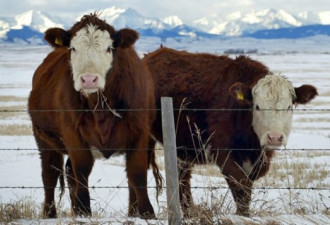 韩国政府宣布解除对加拿大牛肉的进口禁令